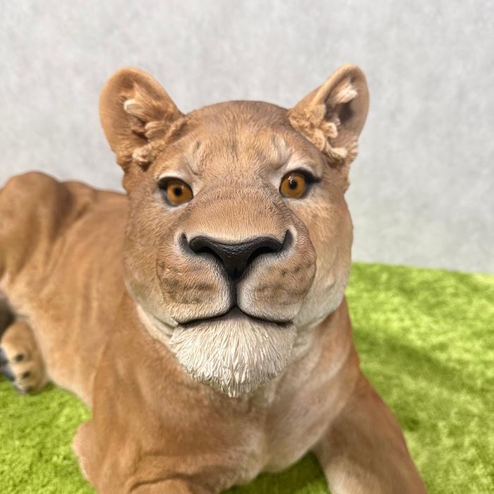 置物 動物 お座りメスライオン 大 横幅116cm おしゃれ 大きい 玄関