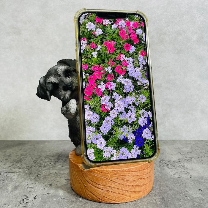 スマホスタンド 卓上 おもしろ 動物 シュナウザー ダークグレー 犬 置物 かわいい おしゃれ 写真立て スマホホルダー woobia ウービア |  | 02