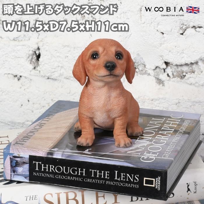 置物 犬 動物 頭を上げるダックスフンド 高さ11cm woobia おしゃれ