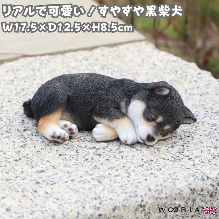 犬 置物 すやすや黒柴犬 横幅17.5cm WOOBIA リアル 可愛い おしゃれ