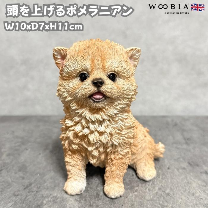 犬 置物 おしゃれ 頭を上げるポメラニアン かわいい 動物 インテリア オブジェ ガーデンオーナメント woobia ウービア | 