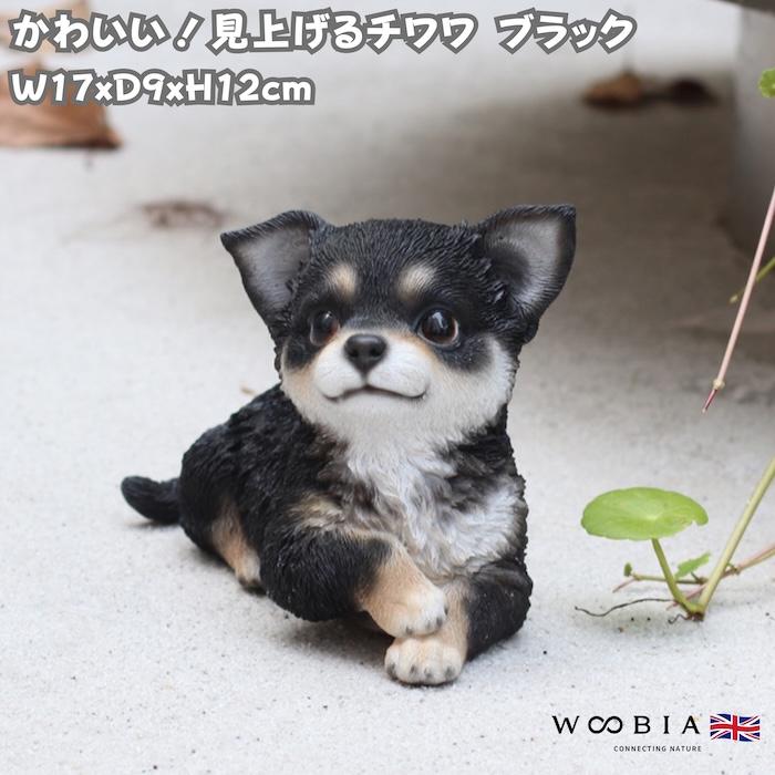 犬 置物 おしゃれ 見上げるチワワ ブラック かわいい 動物 インテリア オブジェ ガーデンオーナメント woobia ウービア | 