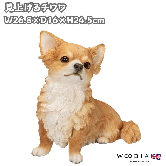 犬 置物 大型 動物 見上げるチワワ 高さ24.5cm woobia おしゃれ 大きい