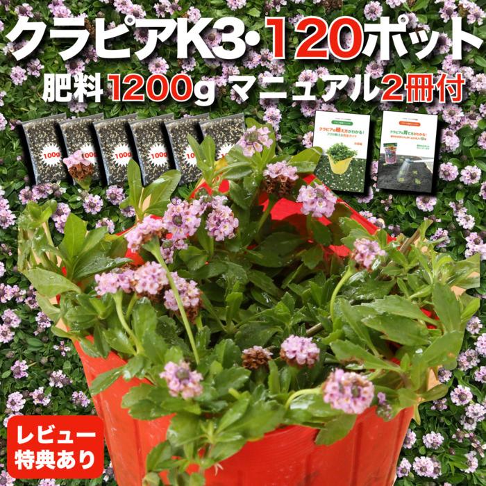 クラピア K3 9cmポット苗 120鉢 肥料1200g 植栽マニュアル付 ピンク品種 イワダレソウ改良種 グランドカバー | 