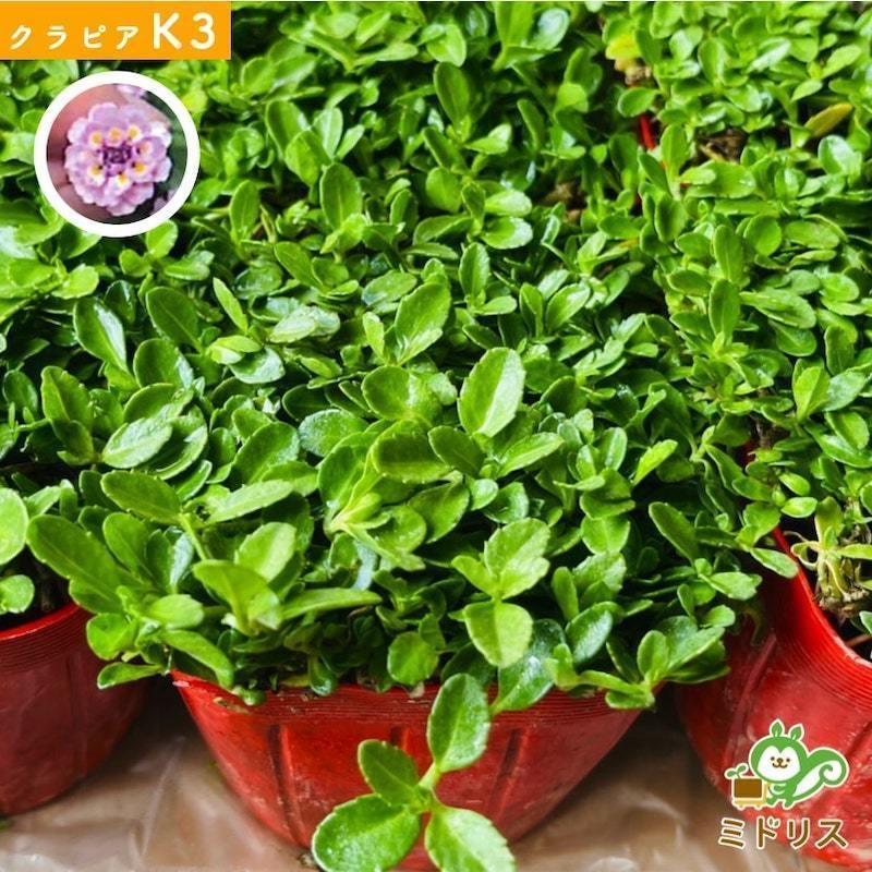 予約商品 クラピア K3 9cmポット苗 400鉢 肥料3200g 植栽マニュアル付 ピンク品種 イワダレソウ改良種 グランドカバー |  | 01