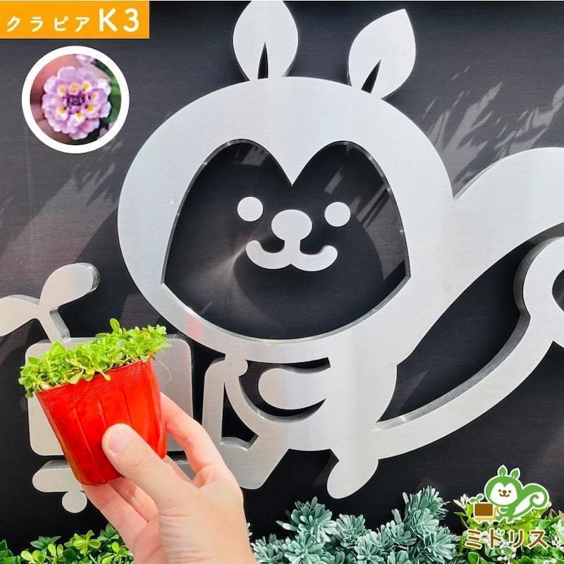 予約商品 クラピア K3 9cmポット苗 400鉢 肥料3200g 植栽マニュアル付 ピンク品種 イワダレソウ改良種 グランドカバー |  | 03