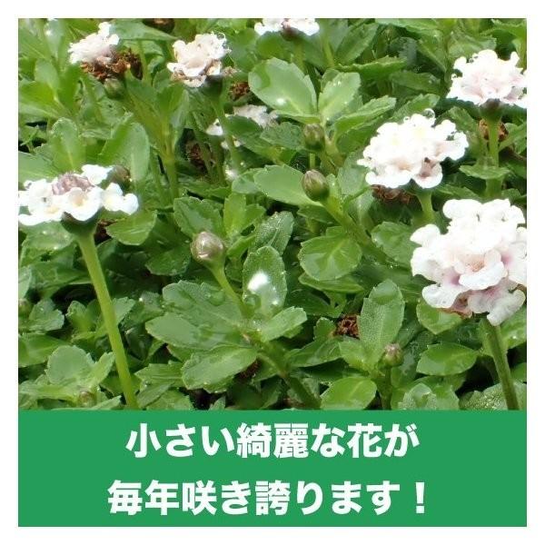 クラピア K5 9cmポット苗 120鉢セット 肥料1200g マニュアル付 薄桃品種 イワダレソウ改良種 グランドカバー |  | 01