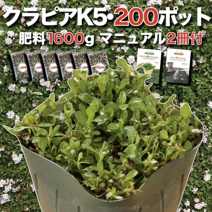 クラピア K5 9cmポット苗 200鉢セット 肥料1600g マニュアル付 薄桃品種 イワダレソウ改良種 グランドカバー | 
