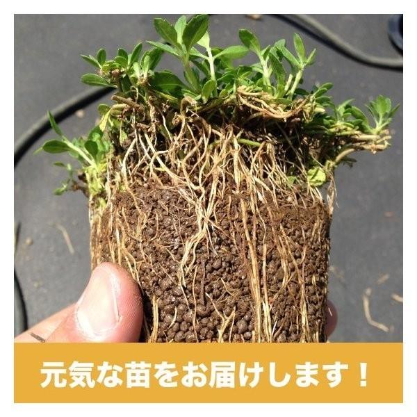 クラピア K5 9cmポット苗 200鉢セット 肥料1600g マニュアル付 薄桃品種 イワダレソウ改良種 グランドカバー |  | 03