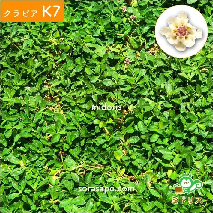 レビュー特典あり クラピア K7 白 9cmポット苗 40鉢セット 完全植栽マニュアル付き スーパーイワダレソウ 改良種 白品種 白色 グランドカバー プランツ 雑草対策 庭 ガーデニング Diy 緑化 ガーデン K5より耐病性が優れる クラピア 観葉植物専門店ミドリス