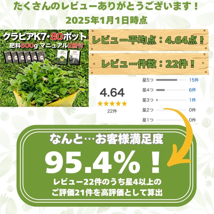 クラピア K7 9cmポット苗 80鉢セット 肥料600g マニュアル付 白色品種 イワダレソウ 改良種 グランドカバー |  | 01