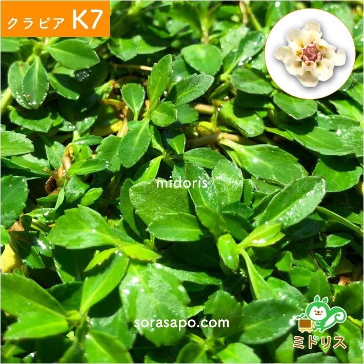 クラピア K7 9cmポット苗 80鉢セット 肥料600g マニュアル付 白色品種 イワダレソウ 改良種 グランドカバー |  | 05