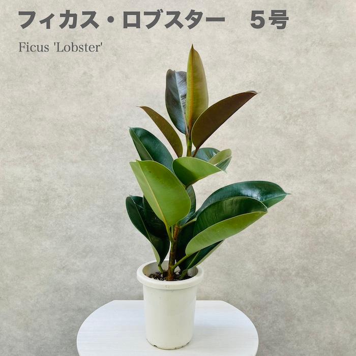 観葉植物 ゴムの木 フィカス・ロブスター 5号鉢 苗木 鉢植え インド 