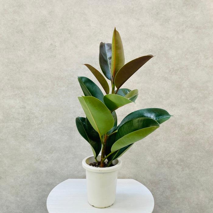 観葉植物 ゴムの木 フィカス・ロブスター 5号鉢 苗木 鉢植え インド