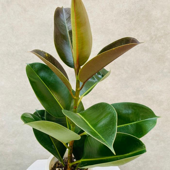観葉植物 ゴムの木 フィカス・ロブスター 5号鉢 苗木 鉢植え インド