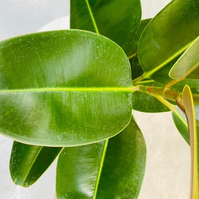 観葉植物 ゴムの木 フィカス・ロブスター 5号鉢 苗木 鉢植え インド