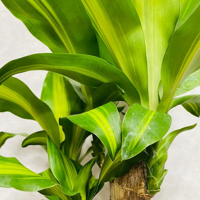 観葉植物 ドラセナ マッサンゲアナ 5号鉢 幸福の木 デレメンシス