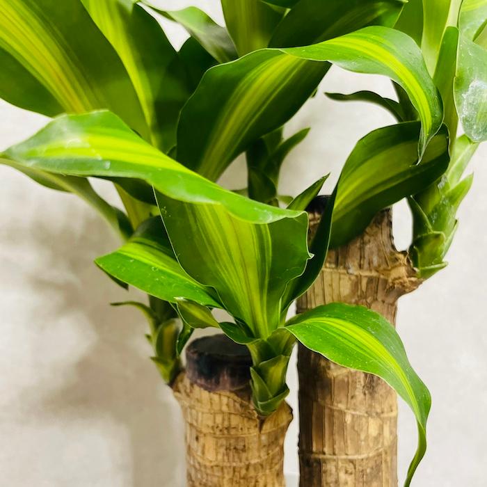 観葉植物 マッサンゲアナ ハチ付き 【公式ショッピングサイト】