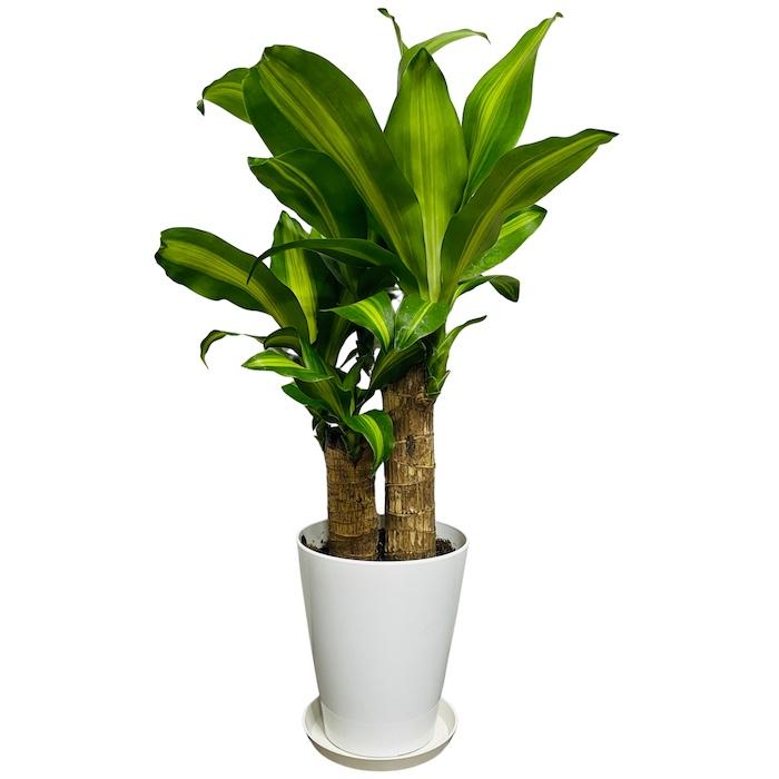 ドラセナ　フレグランス　【マッサンゲアナ】　ロング陶器鉢　植え込み発送 ドラセナ フレグランス 【マッサンゲアナ】 ロング陶器鉢 植え込み発送