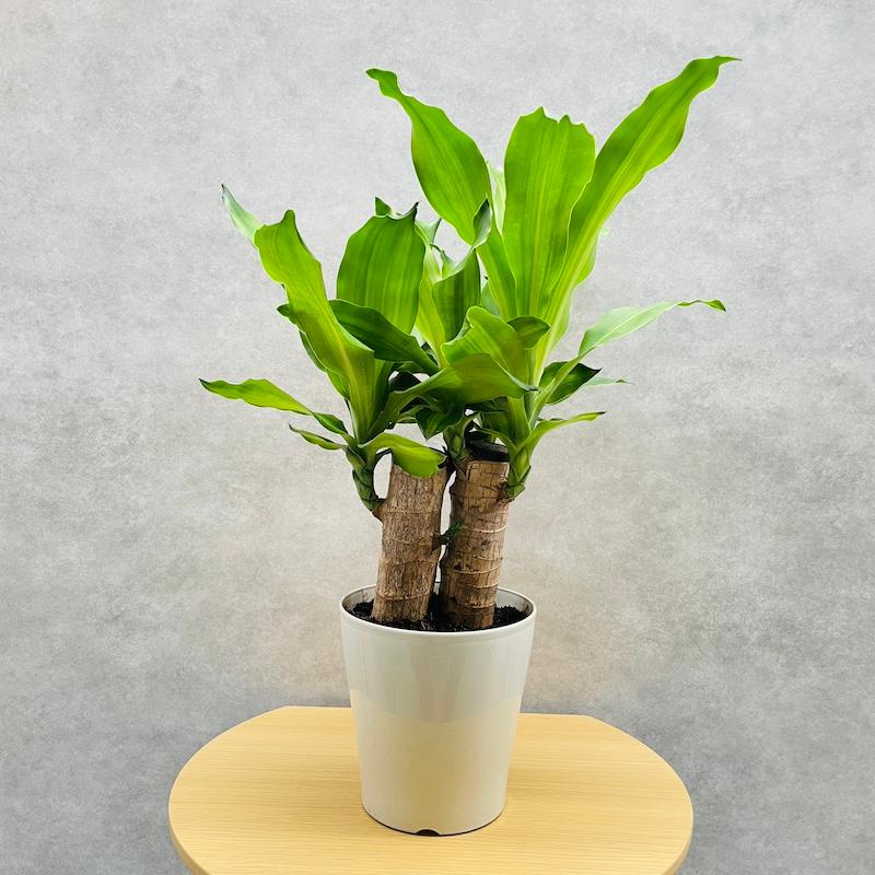 観葉植物 ドラセナ マッサンゲアナ 5号鉢 幸福の木 デレメンシス  