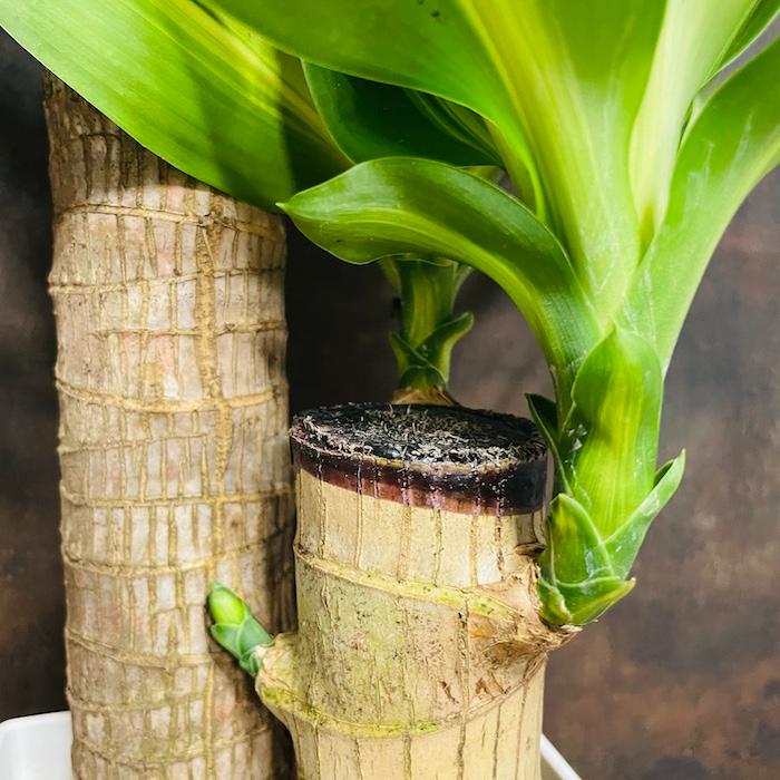 観葉植物 ドラセナ マッサンゲアナ 6号鉢 受け皿付き 鉢底から70cm程度