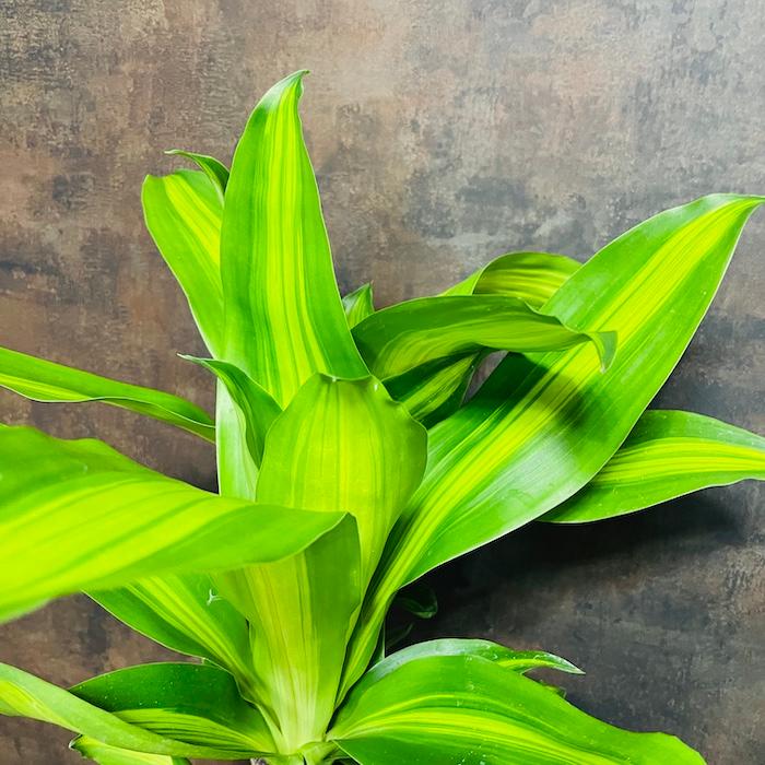 観葉植物 ドラセナ マッサンゲアナ 6号鉢 受け皿付き 鉢底から70cm程度