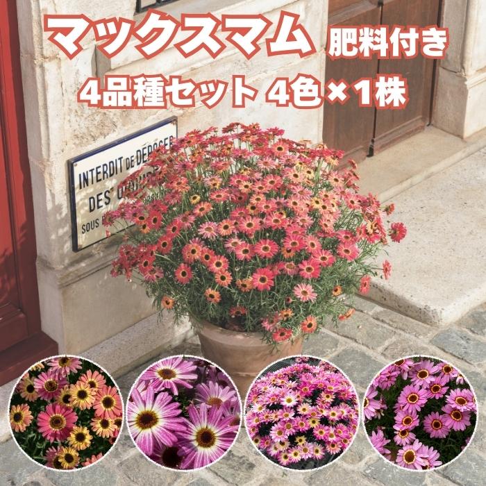 ピンクの大きな花　猫　5個セット 早春苗 マックスマム 4品種×各1株セット 肥料付き 3.5号 10.5cmポット