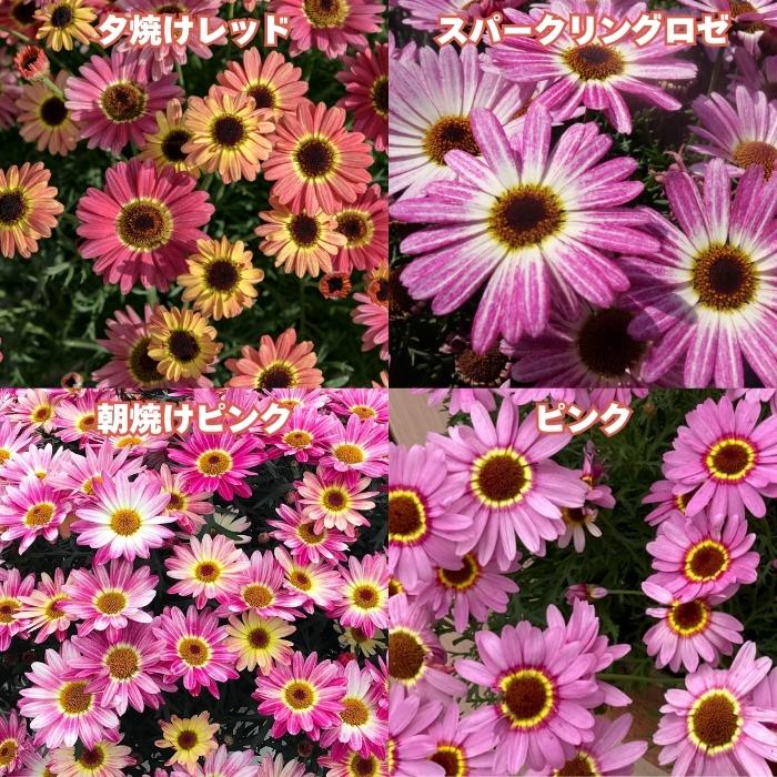 早春苗 マックスマム 4品種×各1株セット 肥料付き 3.5号 10.5cmポット