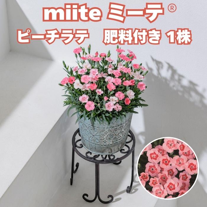 早春苗 ミーテ miite ピーチラテ 1株 肥料付き 3号ポット花付き苗 花の 