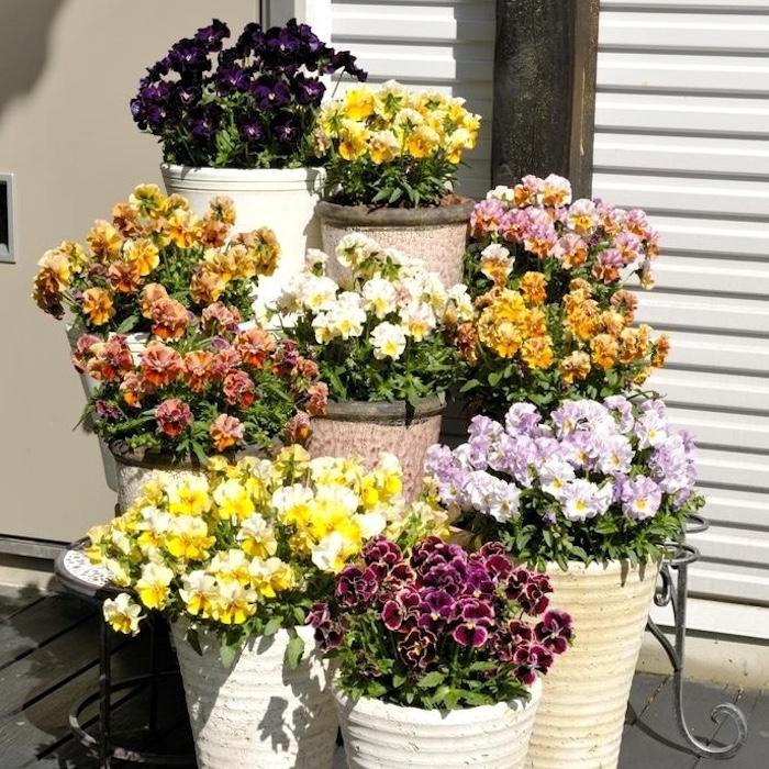 ミルフル 花の苗 1株 3.5号ポット ミックスセット 肥料付き