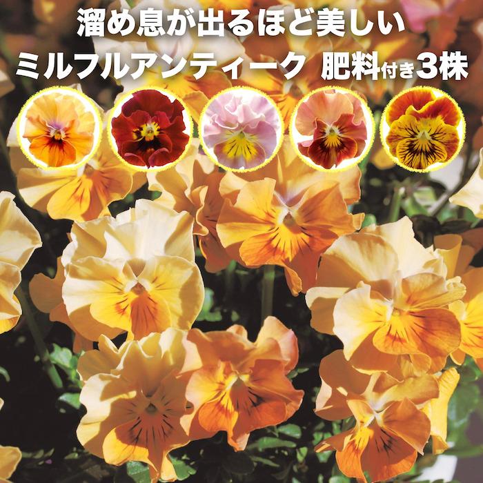 アンティークビオラ 3ポットセット tayumaru様確認用です。 園芸