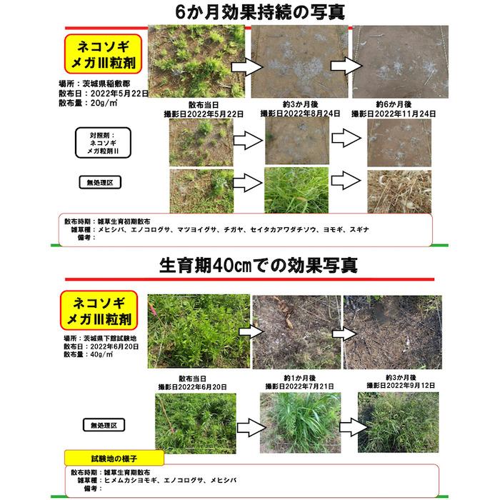 除草剤 顆粒 強力 ネコソギメガ粒剤3 7kg×3袋 21kg 4200平米 最長6ヶ月 W効果業務用 太陽光発電所 駐車場 スギナ ササ |  | 05