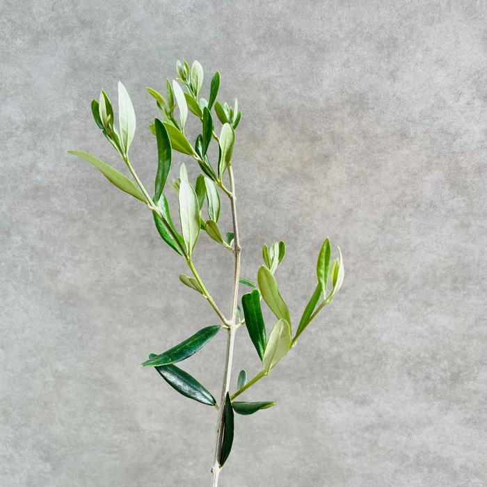 オリーブの木 ルッカ 6号鉢苗 鉢底から110cm程度 開帳型 観葉植物 屋外