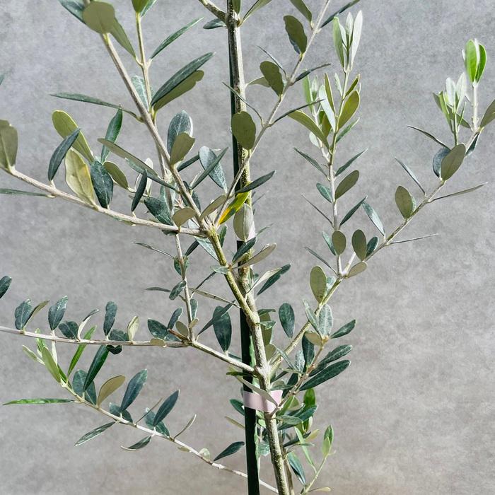 オリーブの木 ミッション 6号鉢苗 鉢底から90cm程度 直立型 シンボル