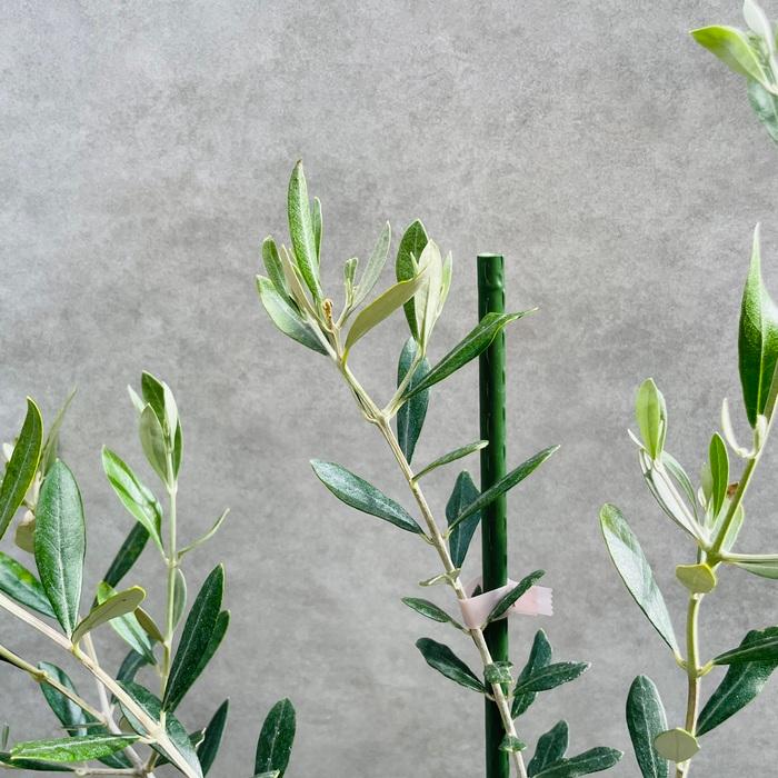 オリーブの木 ミッション 6号鉢苗 鉢底から90cm程度 直立型 シンボル