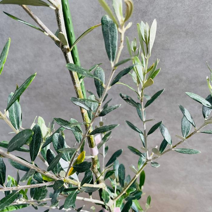 オリーブの木 ミッション 6号鉢苗 鉢底から90cm程度 直立型 シンボル