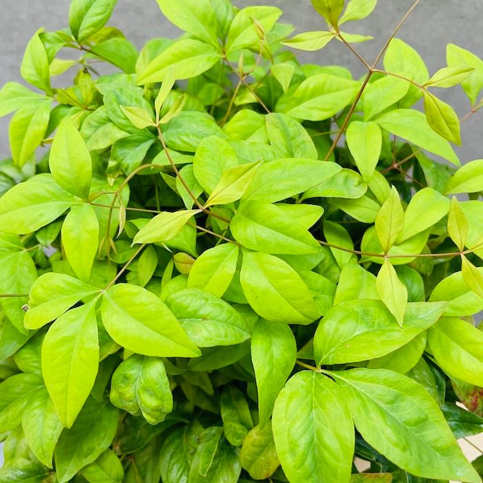 オタフクナンテン 10株セット 15cmポット苗 お多福南天 株 下草 常緑