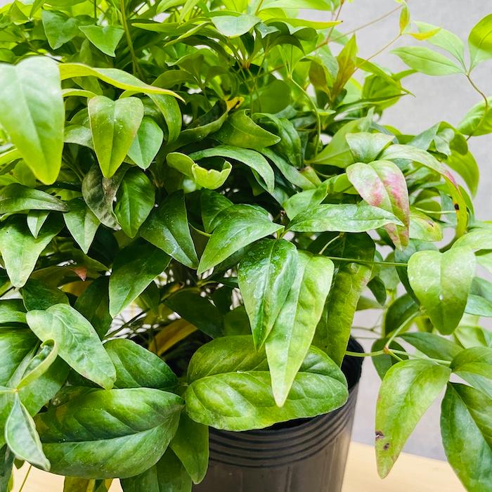 オタフクナンテン 15株セット 15cmポット苗 お多福南天 株 下草 常緑広葉樹 紅葉種 グランドカバー 庭 花壇 鉢植え |  | 02