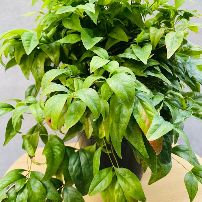 オタフクナンテン 15株セット 15cmポット苗 お多福南天 株 下草 常緑