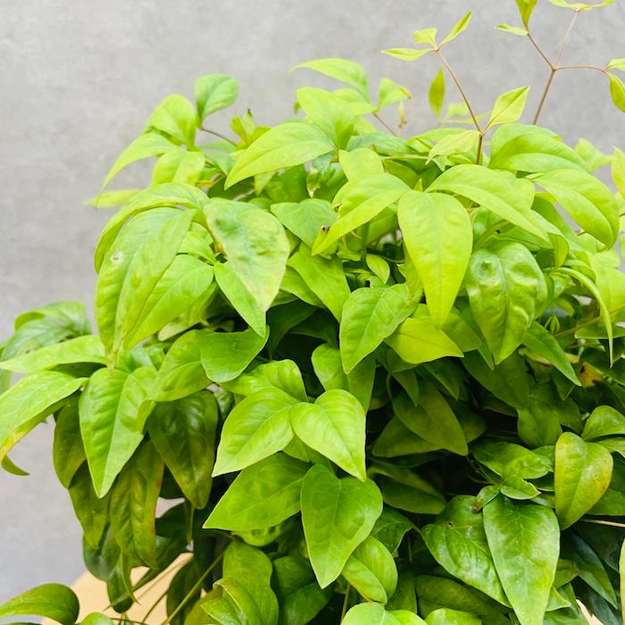 オタフクナンテン 15株セット 15cmポット苗 お多福南天 株 下草 常緑広葉樹 紅葉種 グランドカバー 庭 花壇 鉢植え |  | 04