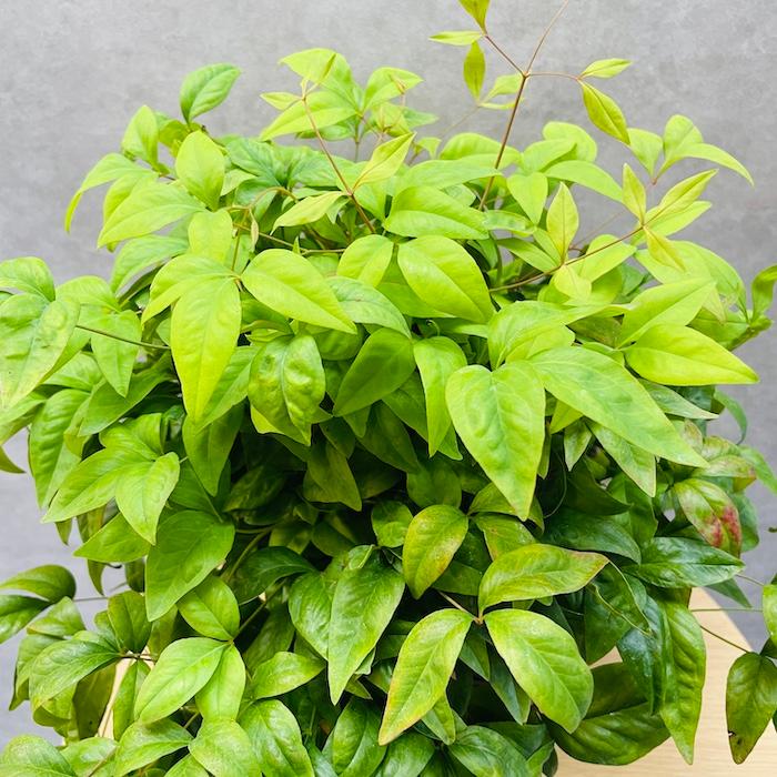 オタフクナンテン 15株セット 15cmポット苗 お多福南天 株 下草 常緑広葉樹 紅葉種 グランドカバー 庭 花壇 鉢植え |  | 05