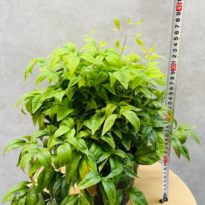 オタフクナンテン 15株セット 15cmポット苗 お多福南天 株 下草 常緑広葉樹 紅葉種 グランドカバー 庭 花壇 鉢植え |  | 06