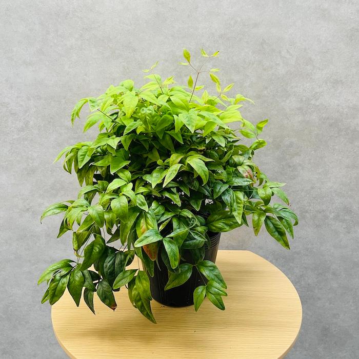 オタフクナンテン 5株セット 15cmポット苗 お多福南天 株 下草 常緑広葉樹 紅葉種 グランドカバー 庭 花壇 鉢植え |  | 08