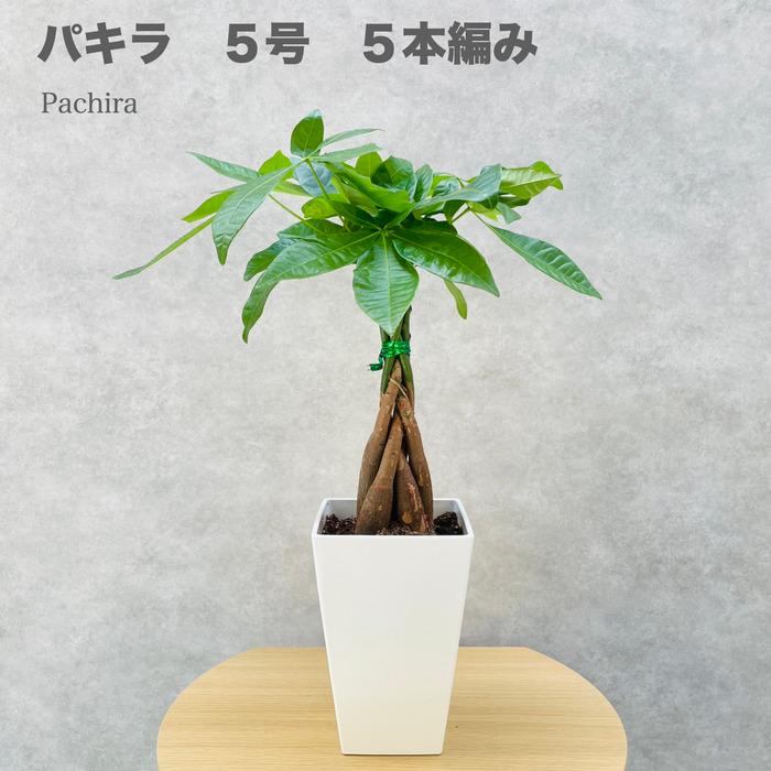 観葉植物 パキラ アクアティカ 5本編み種類 5号鉢苗 実生株 編み込み