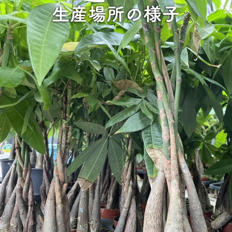 パキラ観葉植物 観葉植物 パキラ アクアティカ 5本編み種類 5号鉢苗 実生株 編み込み