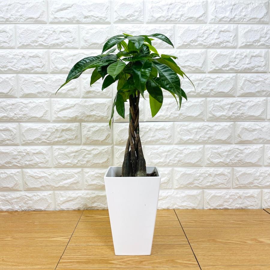 観葉植物 パキラ 5本編み 可愛いミニサイズの5号鉢 編み込み 発財樹 幸運の樹 シンボルツリー おしゃれなインテリア 記念日 Pachira 5 5 ミドリスークラピアと雑草対策ー 通販 Yahoo ショッピング