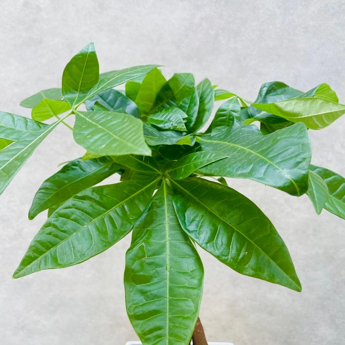 観葉植物 パキラ アクアティカ 5本編み種類 5号鉢苗 実生株 編み込み