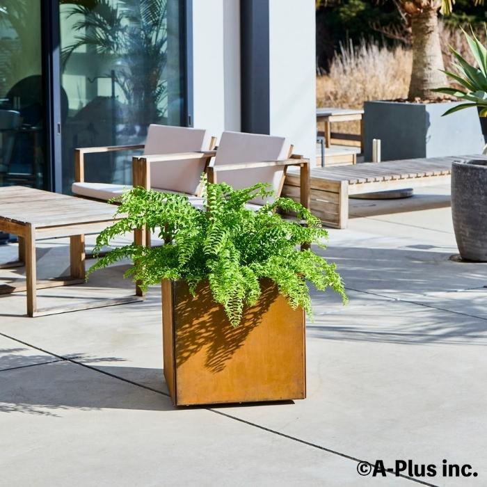 高級植物とプランター5個セット（ばら売り可能） 高級植物とプランター5個セット（ばら売り可能）