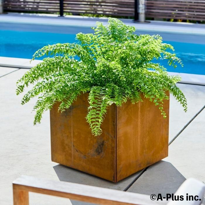 A-PLUS Patina コールテン鋼 高級植木鉢 おしゃれ 大型 スクエア 50cm