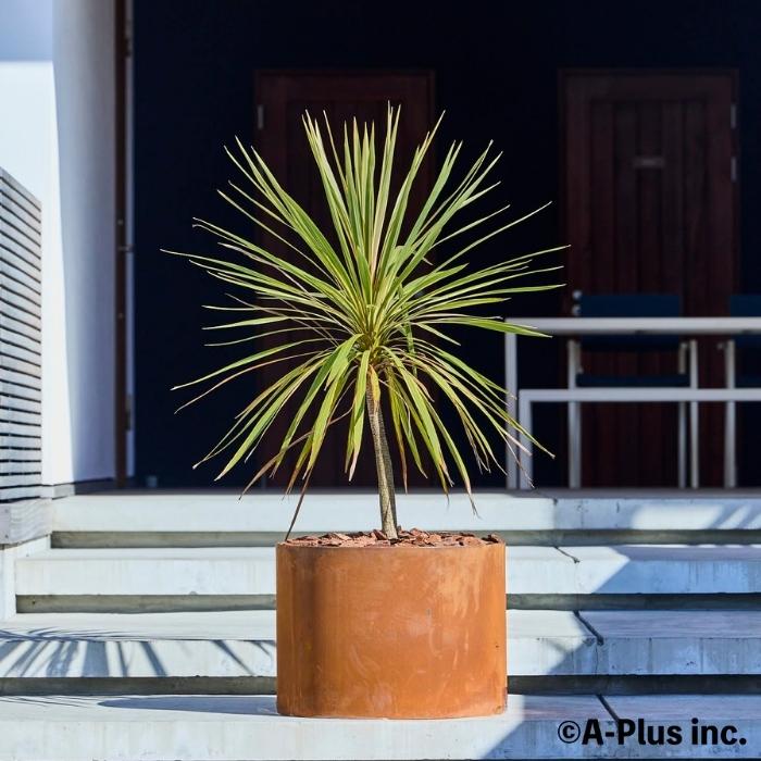 A-PLUS Patina コールテン鋼 植木鉢 直径60cm H450mm 1.5mm 経年変化